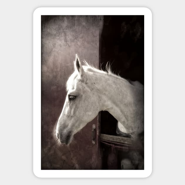 White Horse, portrait Sticker by vandokkumburg